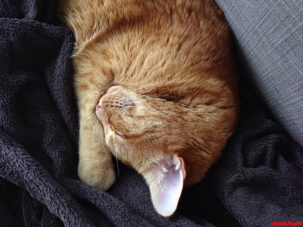 Sweet Old Ferris Mostly Just Sleeps Now but He Had His Share of Youthful Adventures Once.