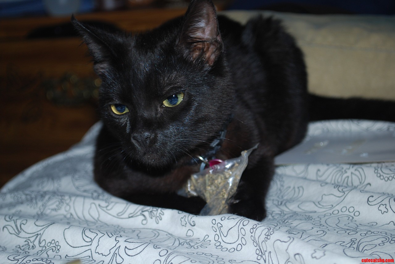 The Day He Found the Catnip.