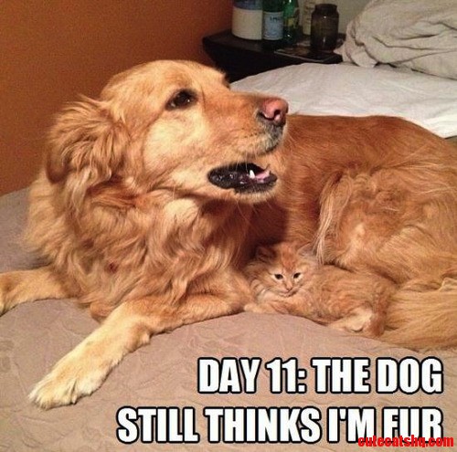 The Dog Still Thinks Im Fur.
