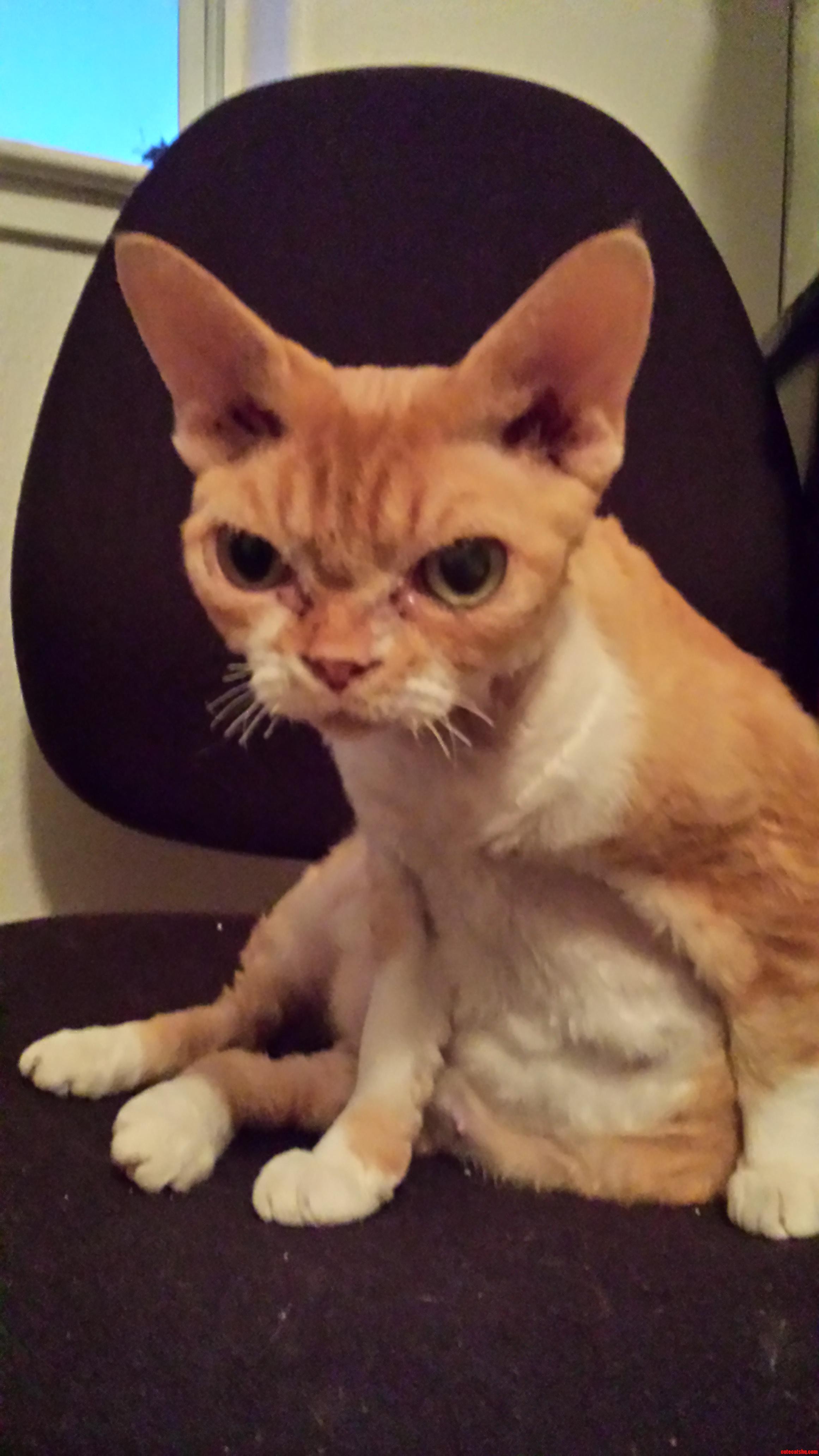 The Prettiest Cat in the Worldish