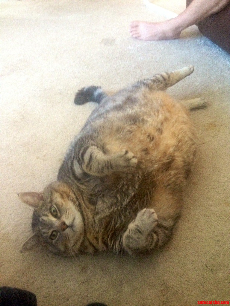 This Cutie Pie Forgets That Hes Chubby Sometimes.