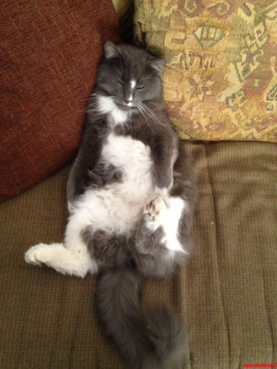 This Is Dante. This Is How He Sleeps.