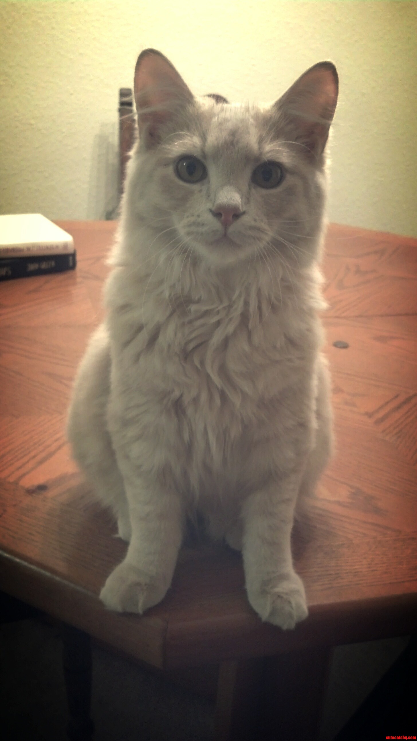 This Is My Lil Maine Coon Specter.