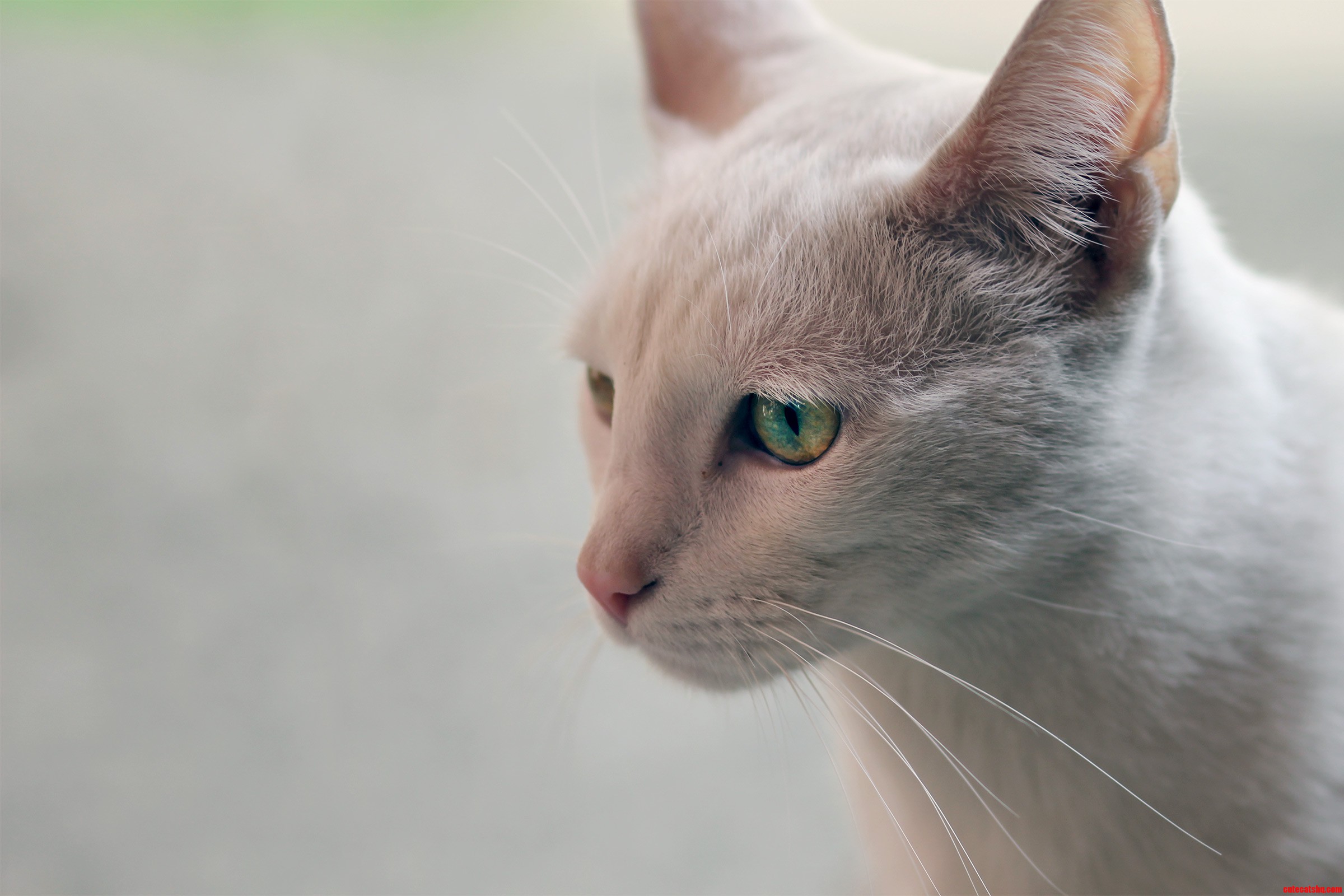 This Is Our Neighborhood Cat. We Hung Out This Morning.