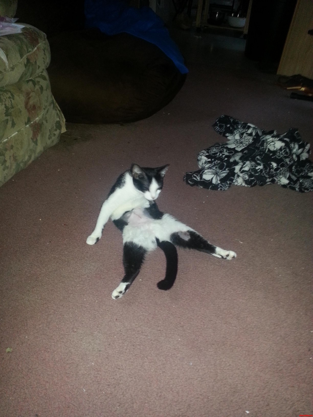 This Is Scratchfury. She Just Got Spade.