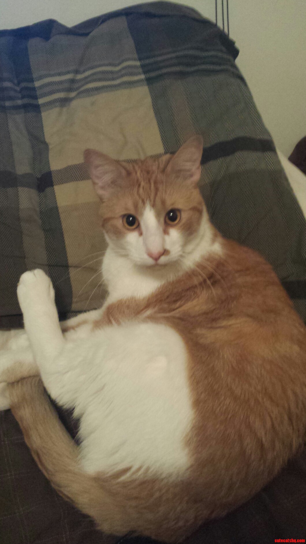 This Is the Look I Get After My Warm Spot in Bed Is Stolen After Using the Washroom.
