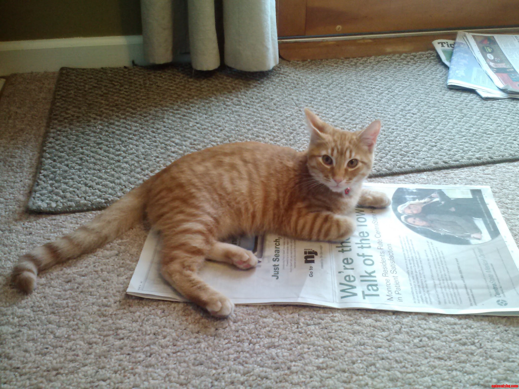This Is Walp. He Reads the Paper.