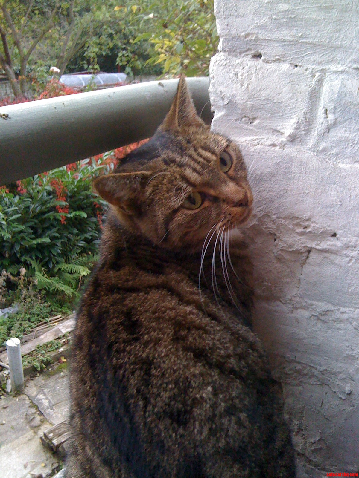 This Pretty Lady Was Lurking on My Balcony All Morning Needless to Say Were Best Friends Meow.