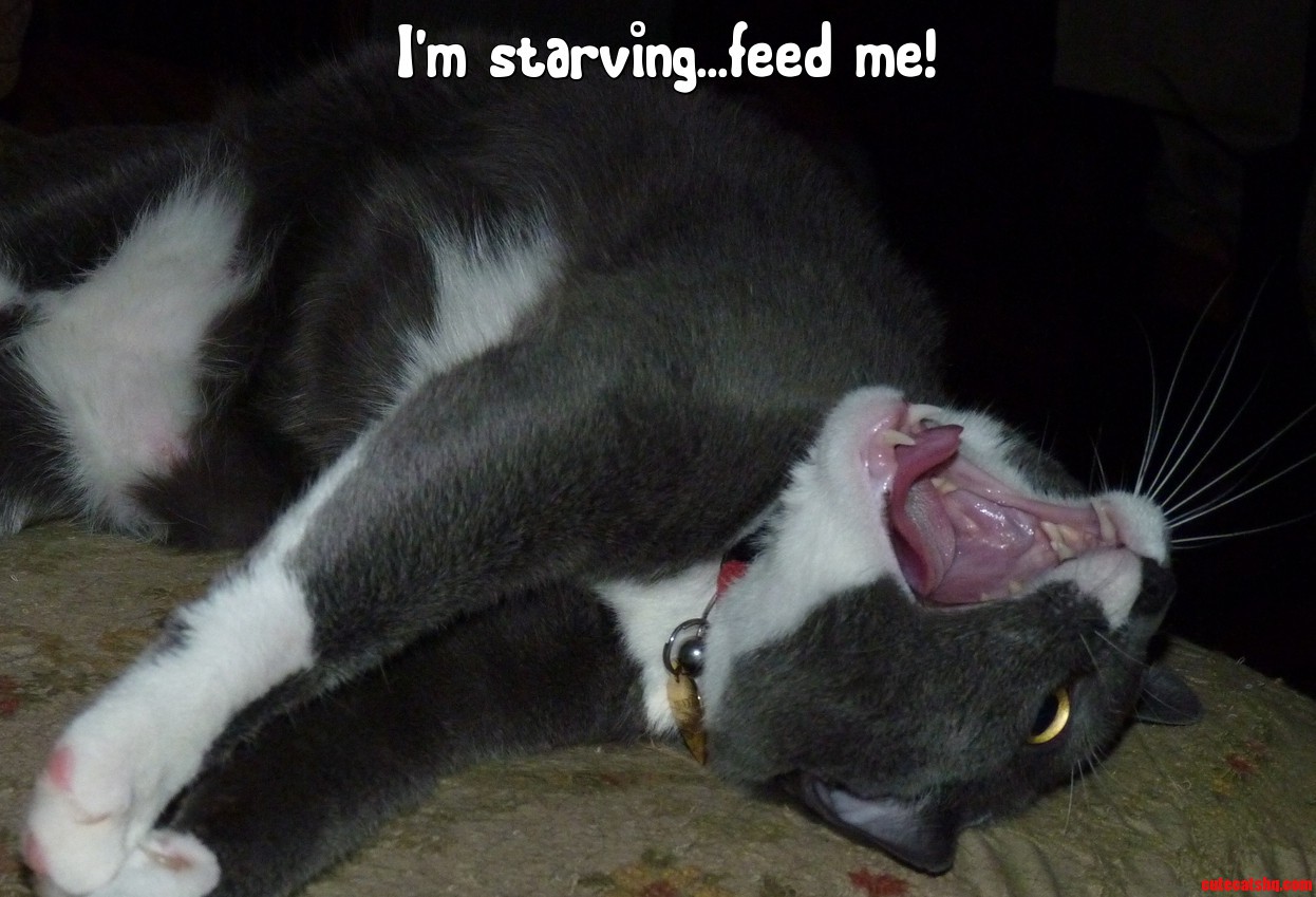 Thunder Isnt Happy with the Service Around Here...