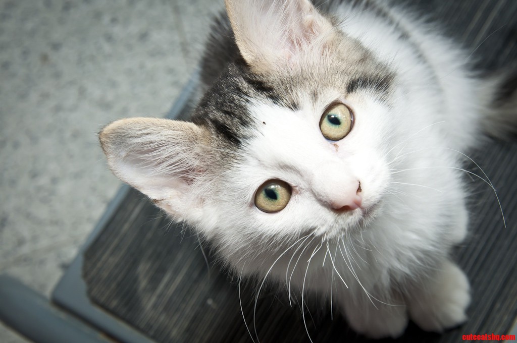 Toronto Cat Rescue Kitten Kingsley