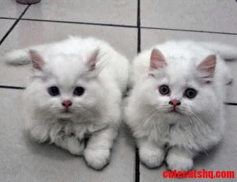 Twins