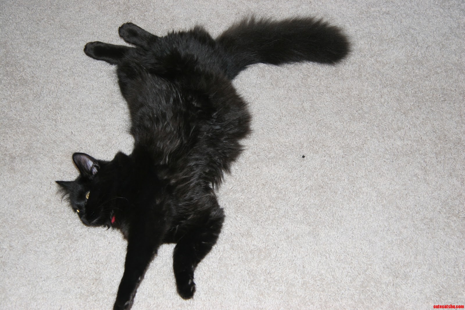 Two Guesses Why Hes Named Mobius.