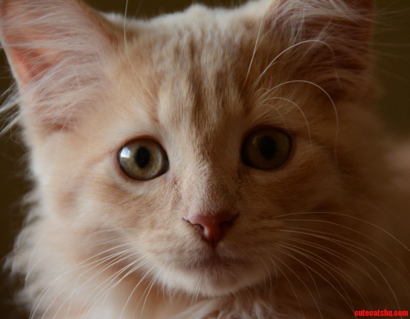 Unfortunately After This Picture the Photographer Was Attacked Ball of Fur