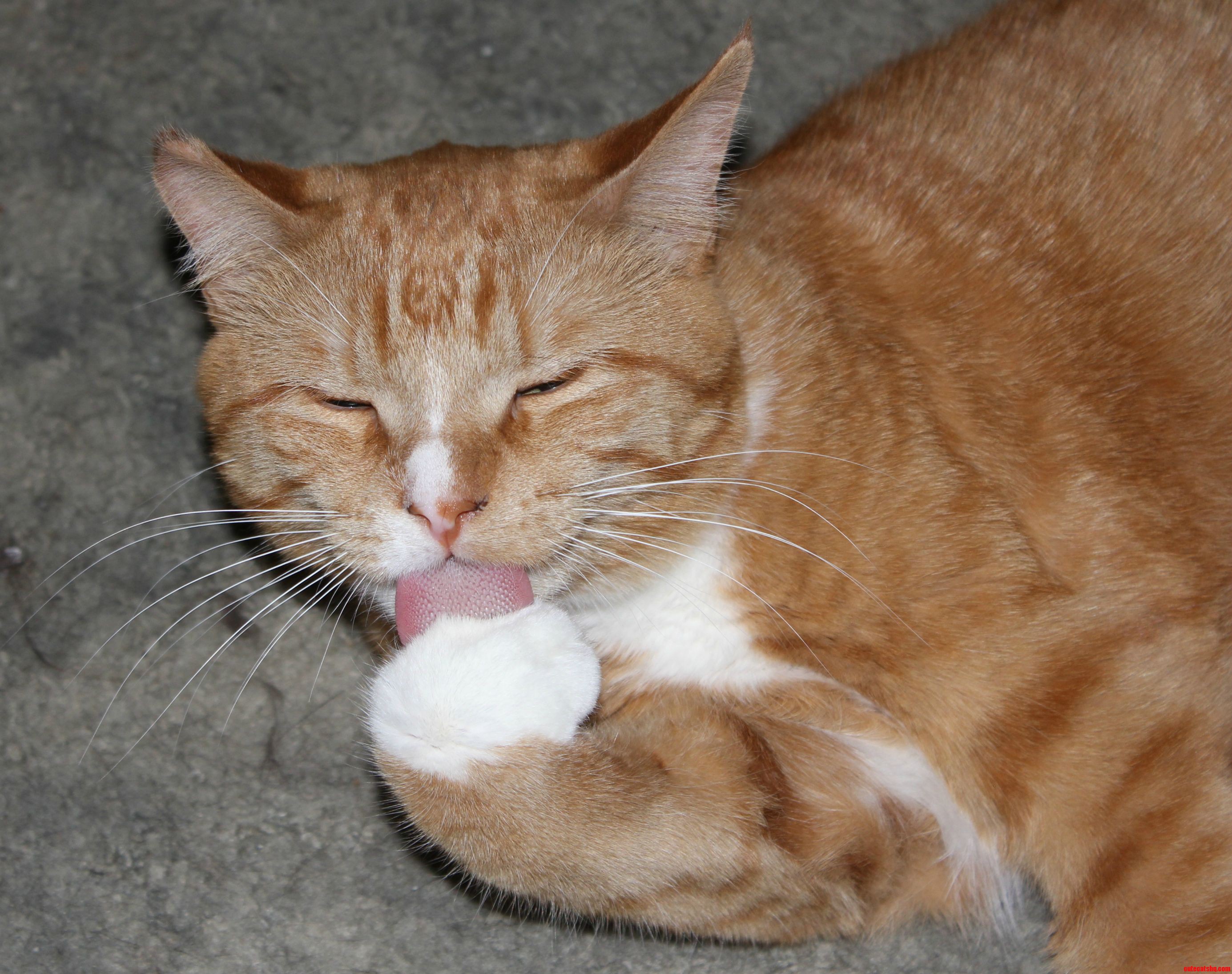 Vicious Cleaning Himself 2