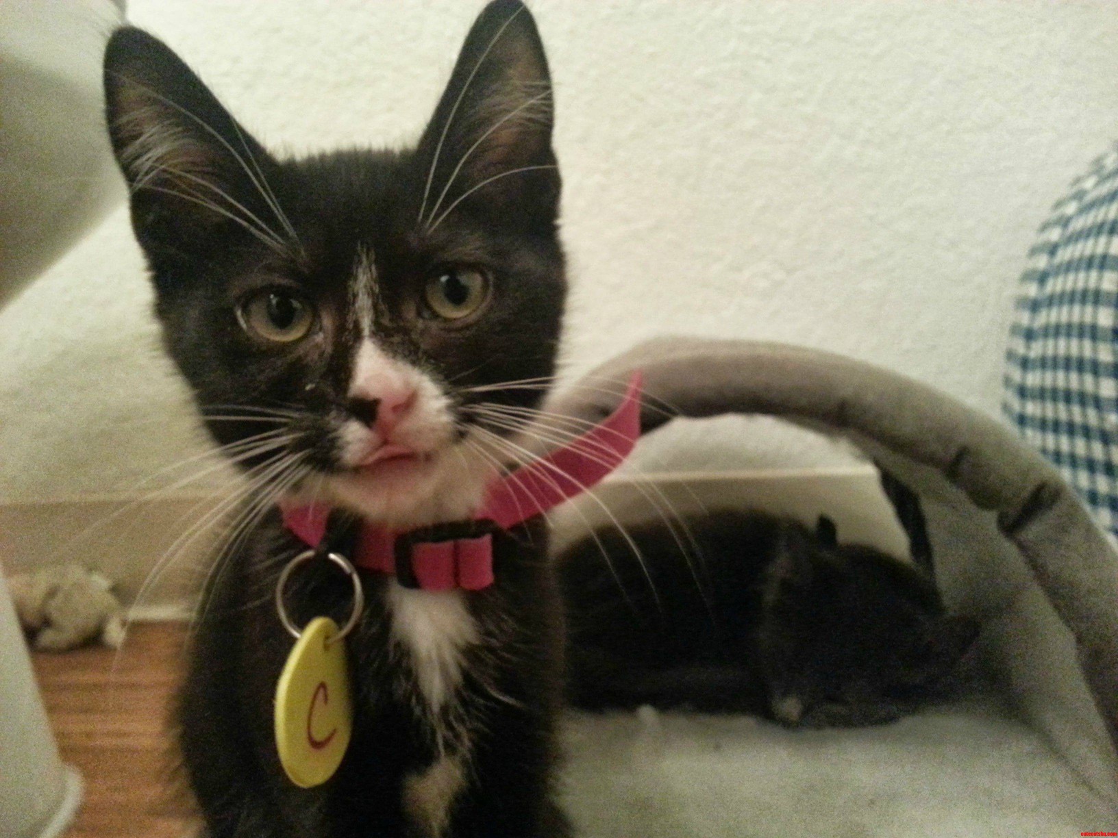 Waiting for Fip Lab Results. Shes Too Young to Go. Hasnt Even Seen Her First Birthday.