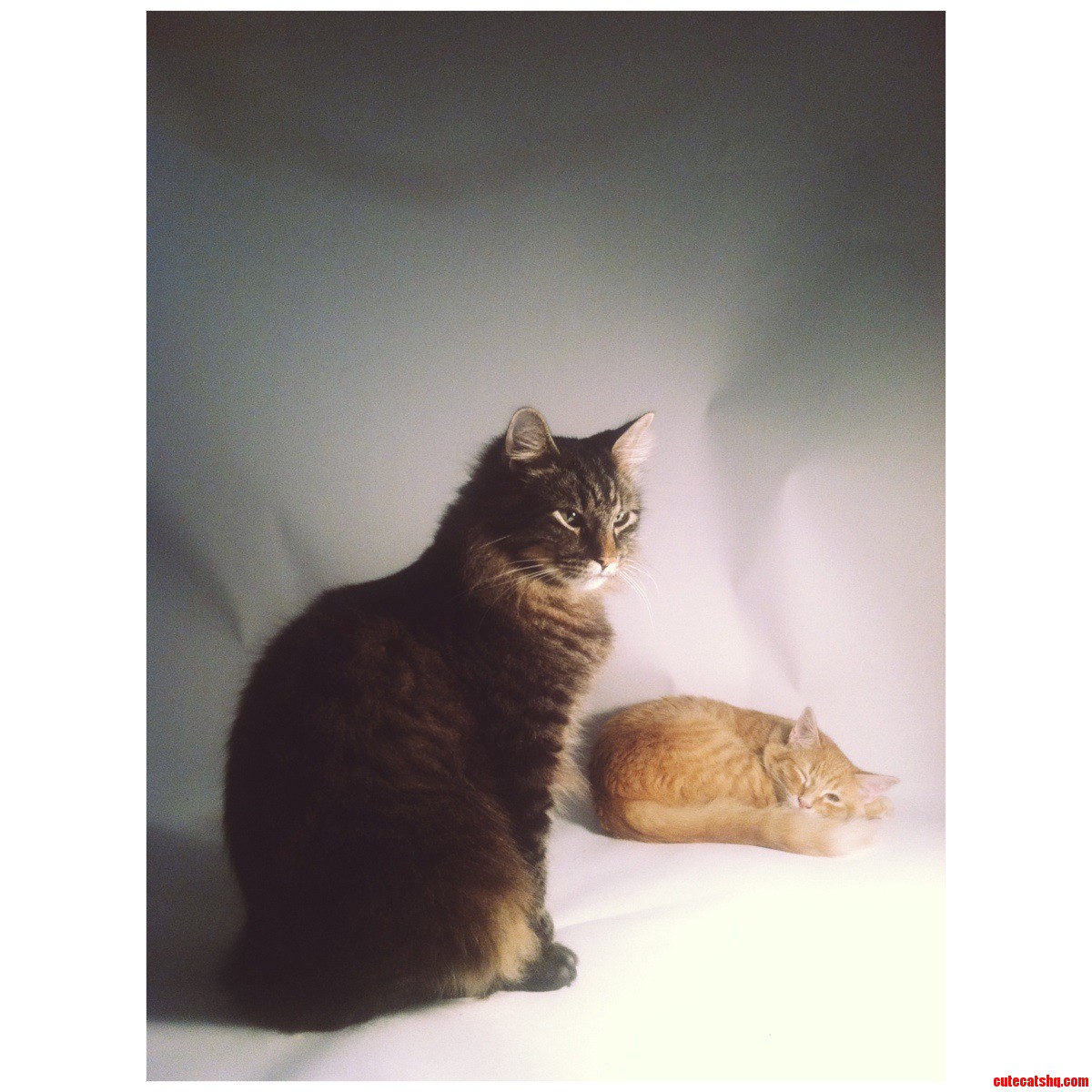 Wannabe Cat Models.