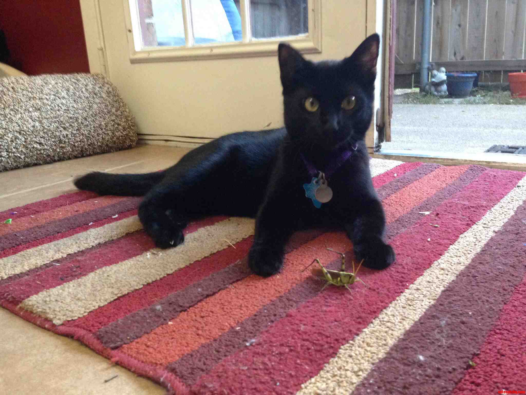 Whaaatt No I Did Not Bring This Grasshopper Inside to Play with