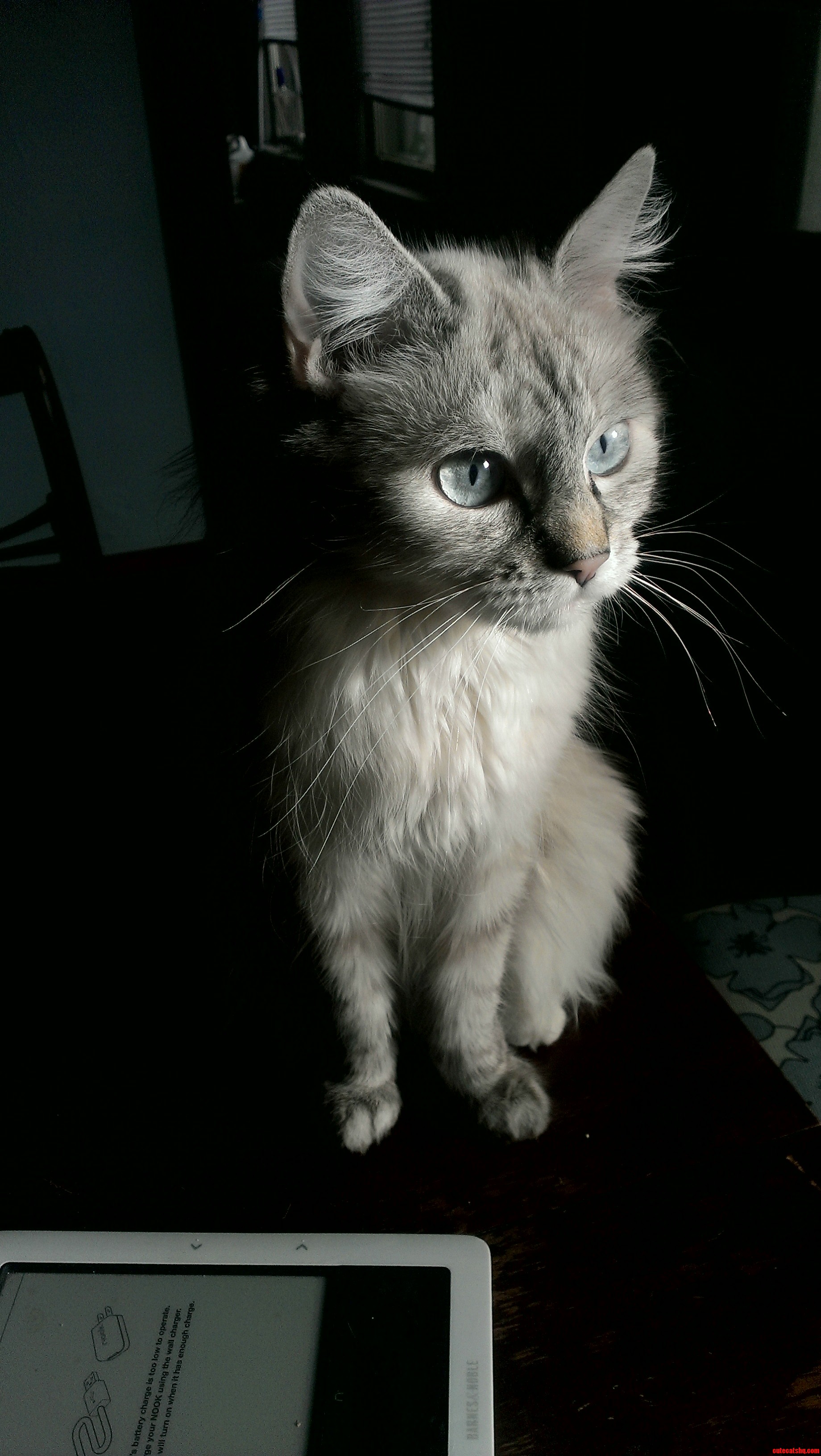When She Gets Shots Like This I Dont Mind How Many Pictures My Girlfriend Takes of My Cat.