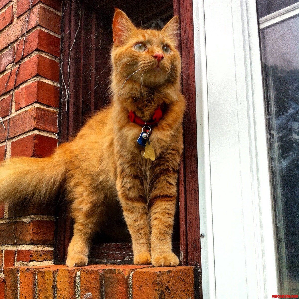 World Meet Luke a Majestic Kitty Cat with a Beautiful Soul Ginger with Soul .