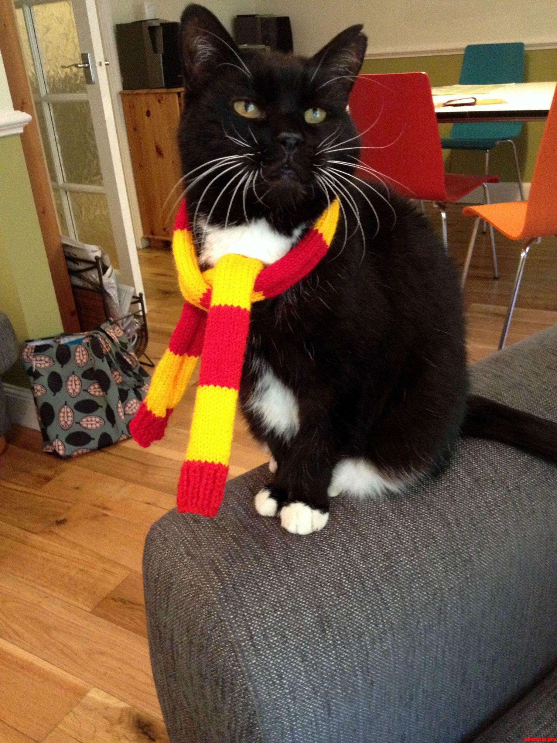 10 Points to Gryffindor