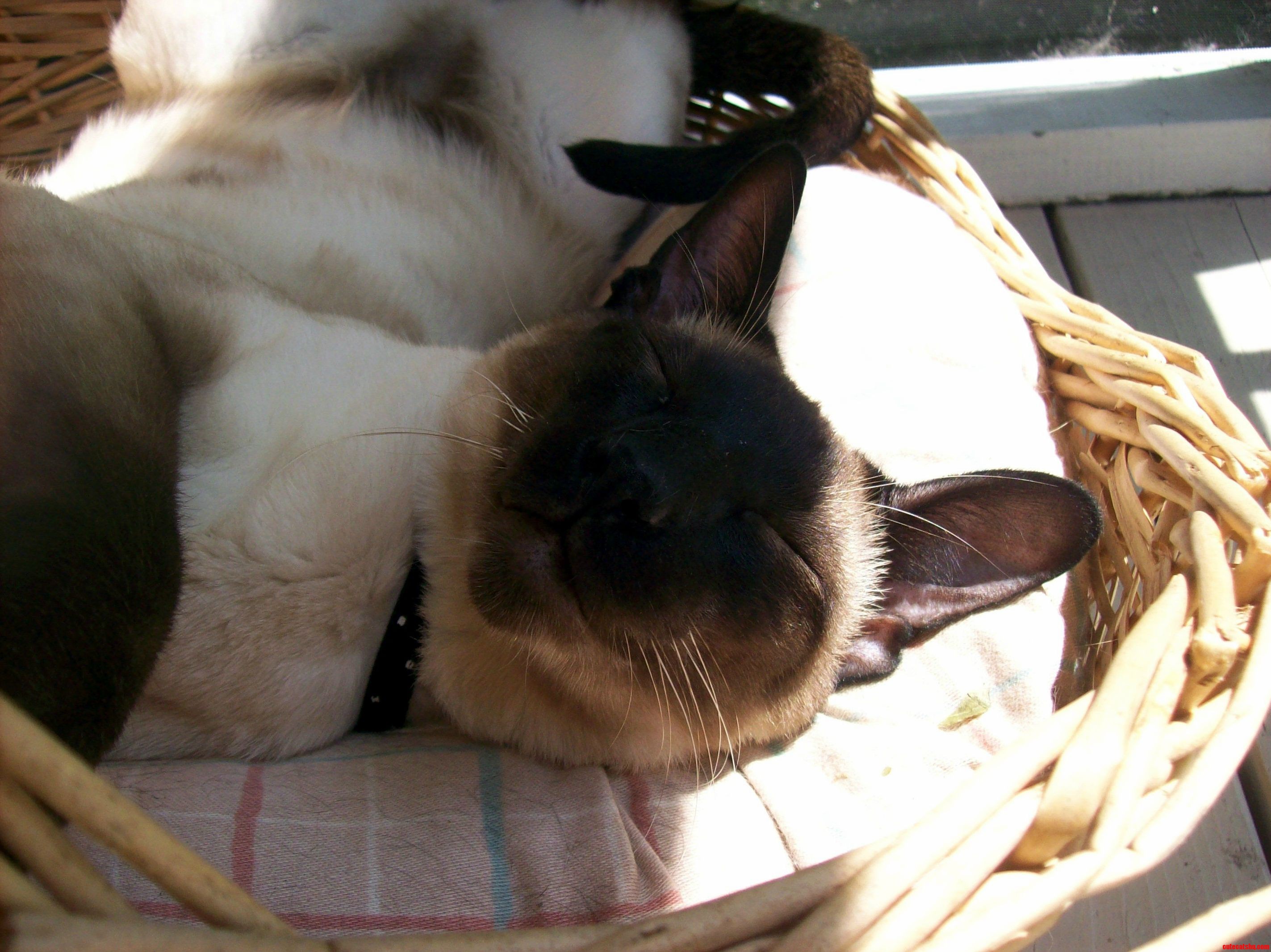 3 My Kitty