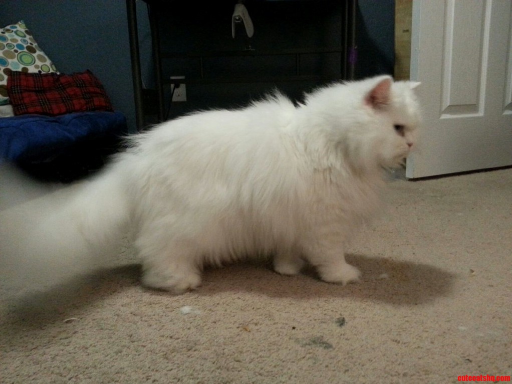 90 Fur 10 Cat Parts