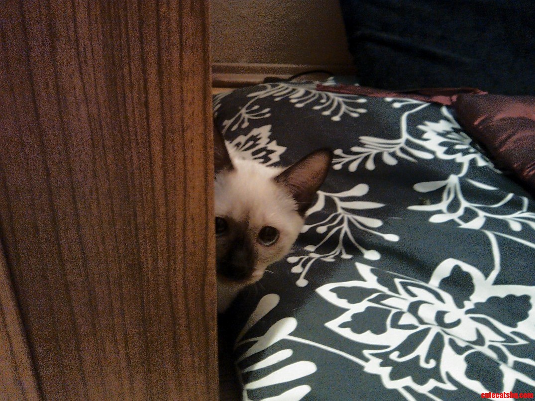A Bit Shy in a New Home