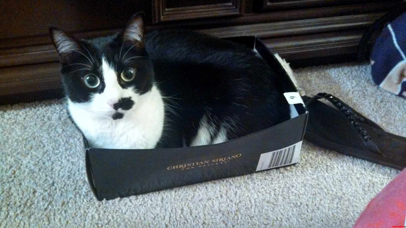 A Box Overflowing with Cuteness