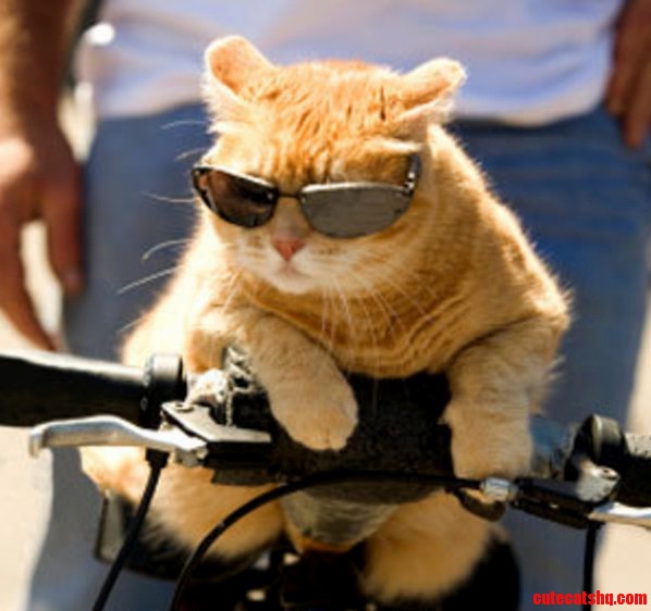 A Cat with Glasses