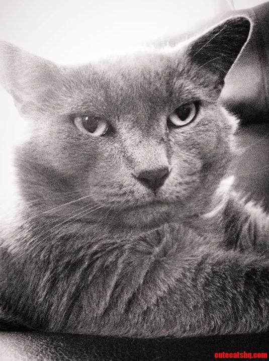 A Depression-era Cat