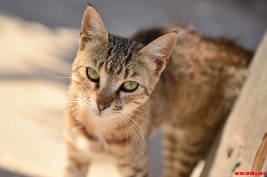 A Free Cat I Met This Summer in Crete