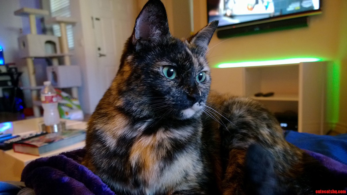 A Month Ago My Cats Liver Started to Fail and I Thought I Was Going to Lose Her. Here She Is Today on Her 5th Birthday After Making a Speedy Recovery.