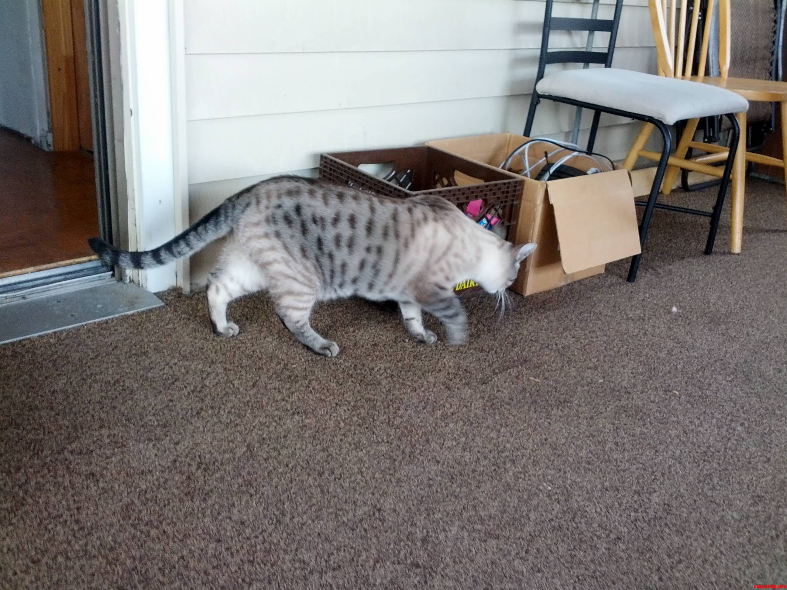 A Rare Glimpse of the Elusive Ramses.