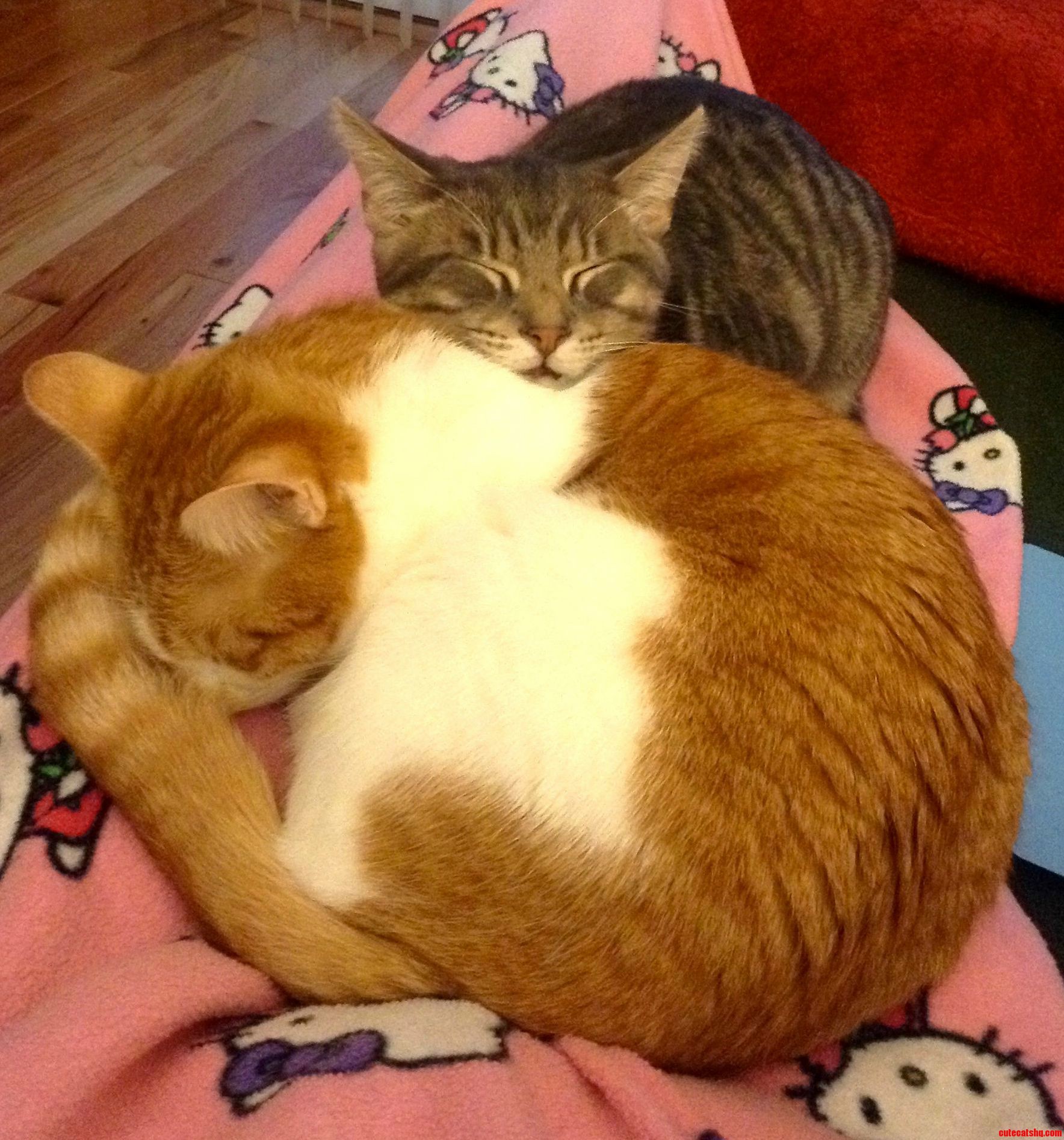 A Rare Peaceful Moment with Eleanor the Kitten Gabe aka Baby Gaby .