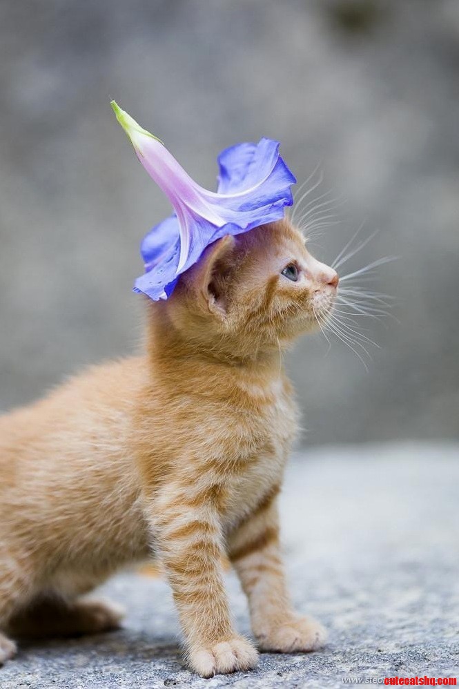 A Very Very Nice Hat