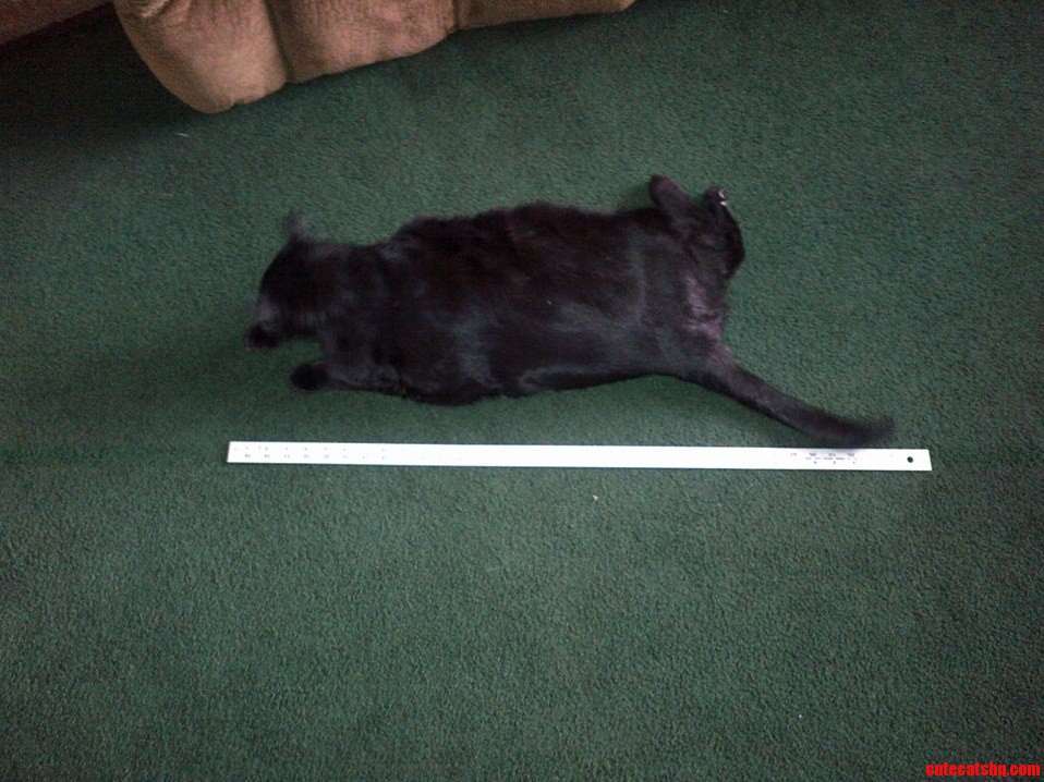 A Yard of Cat