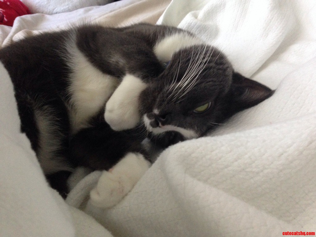 Ace Isnt a Morning Cat.