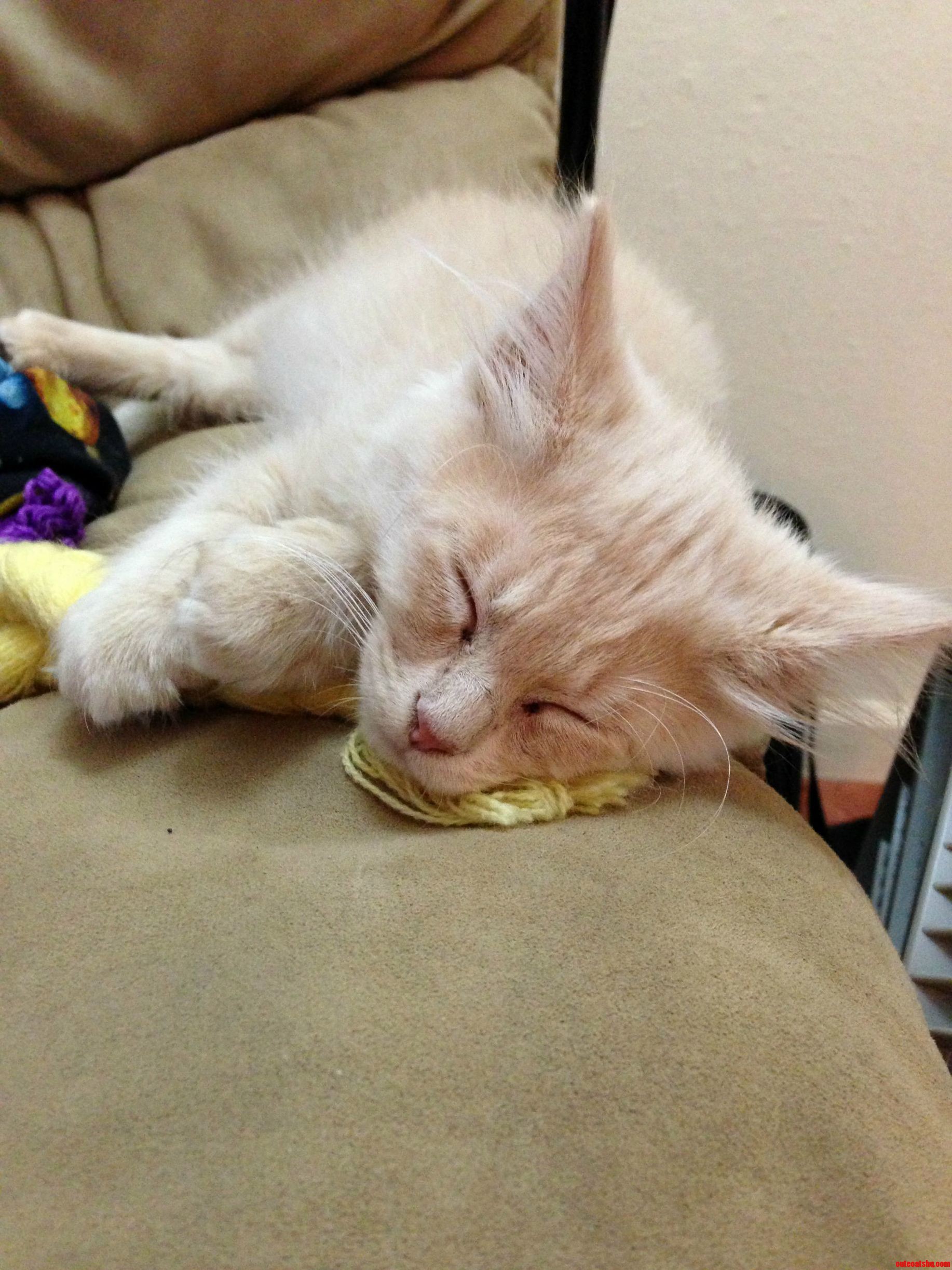 Adopted This Cutie a Few Days Ago.
