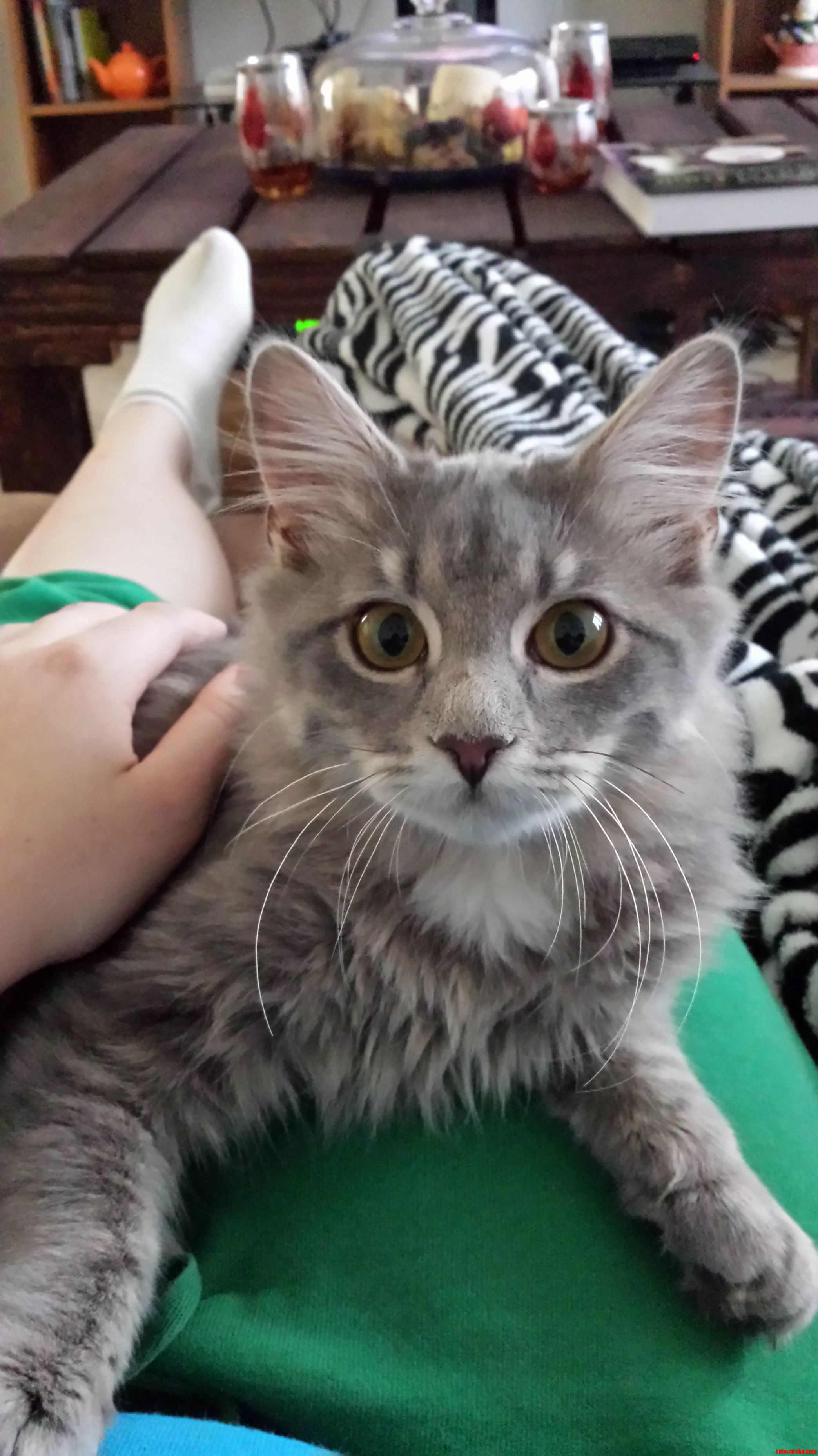 Adopted This Little Guy Today. Meet Clark.