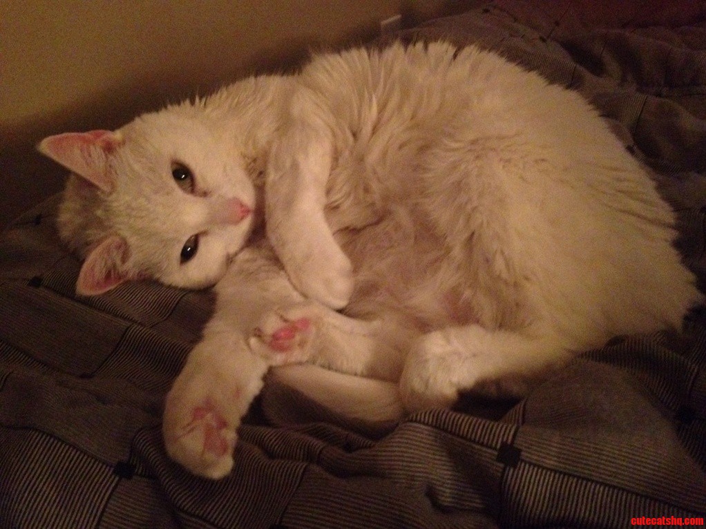 Adopted This Pretty Girl About 2 Months Ago. Meet Whimsy 3