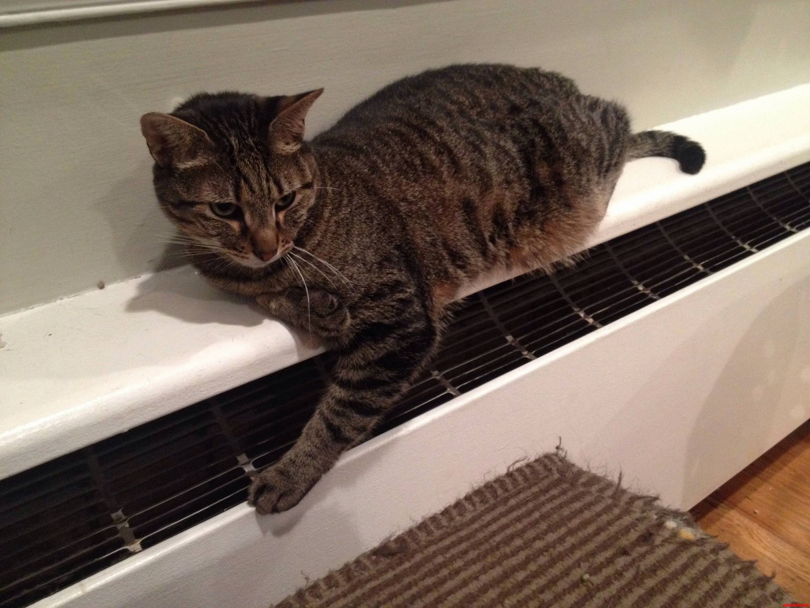 After Dropping Below 60 Degrees in the House We Finally Decided to Turn the Heat on