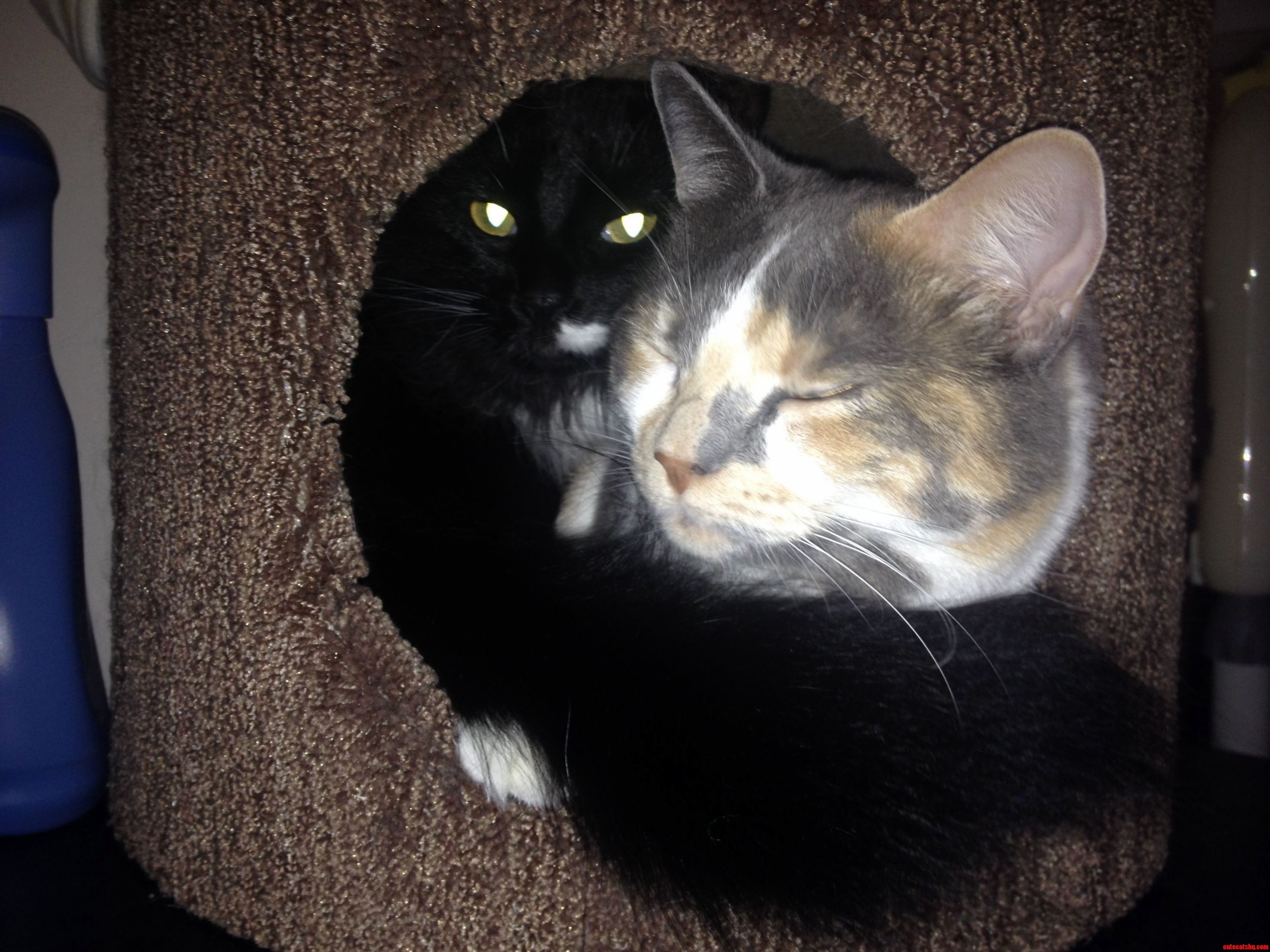 After Waiting Four Months for Our Two Cats to Cuddle Together Inside the Kitty Condo the Wait Is Over.