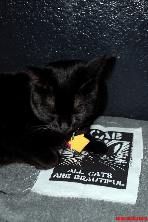 All Cats Are Beautiful.