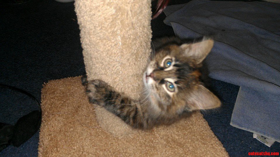 Alleria Is Pretty Timid with Us So Far but She Loves to Play