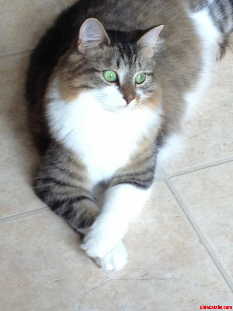 Always with Her Paws Crossed.