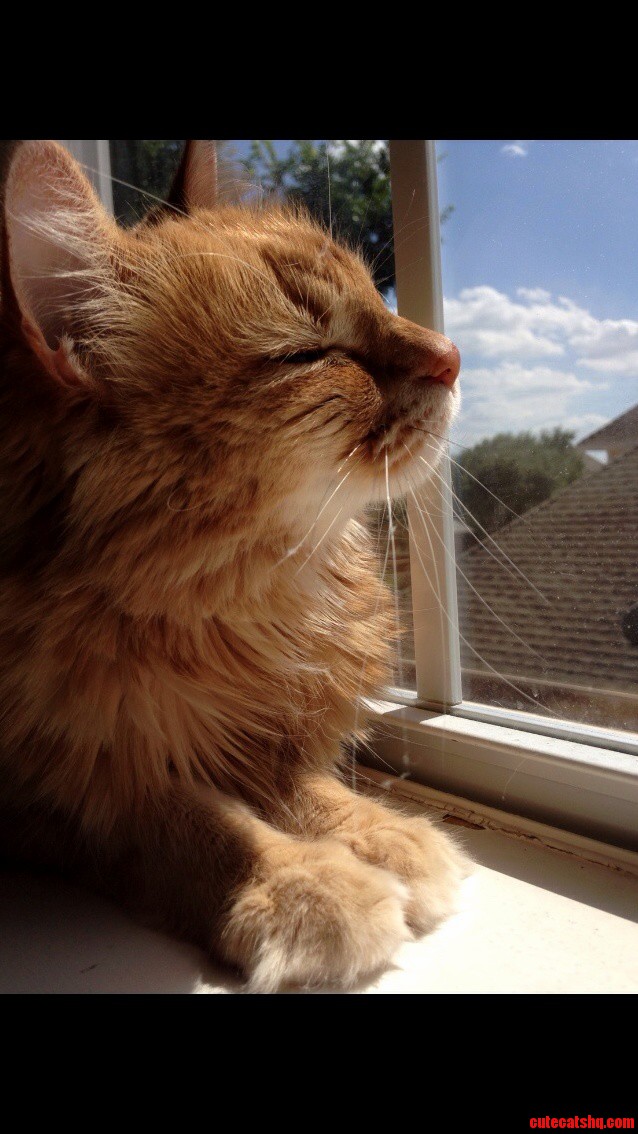 And the Award for the Most Photogenic Cat Goes To...