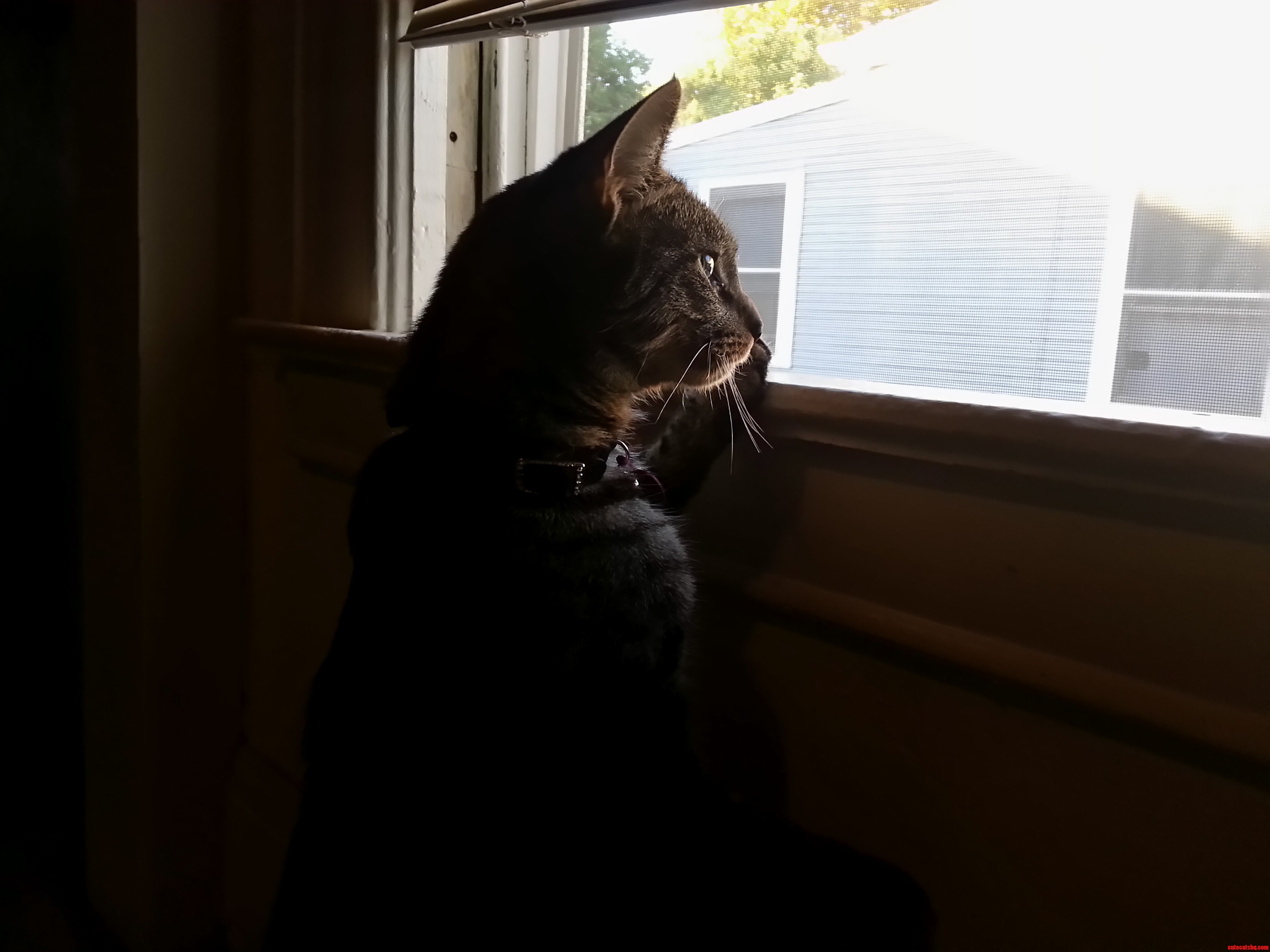 Annie at the Window