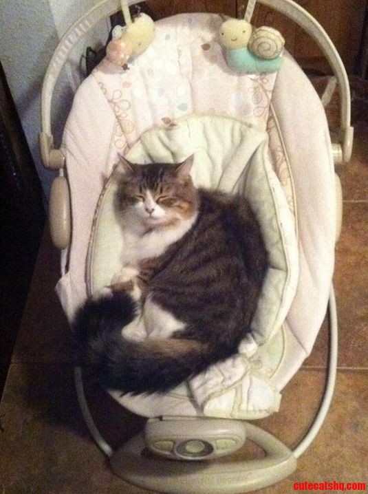 Another Reason Why My Mother Calls Her My Baby Kitty