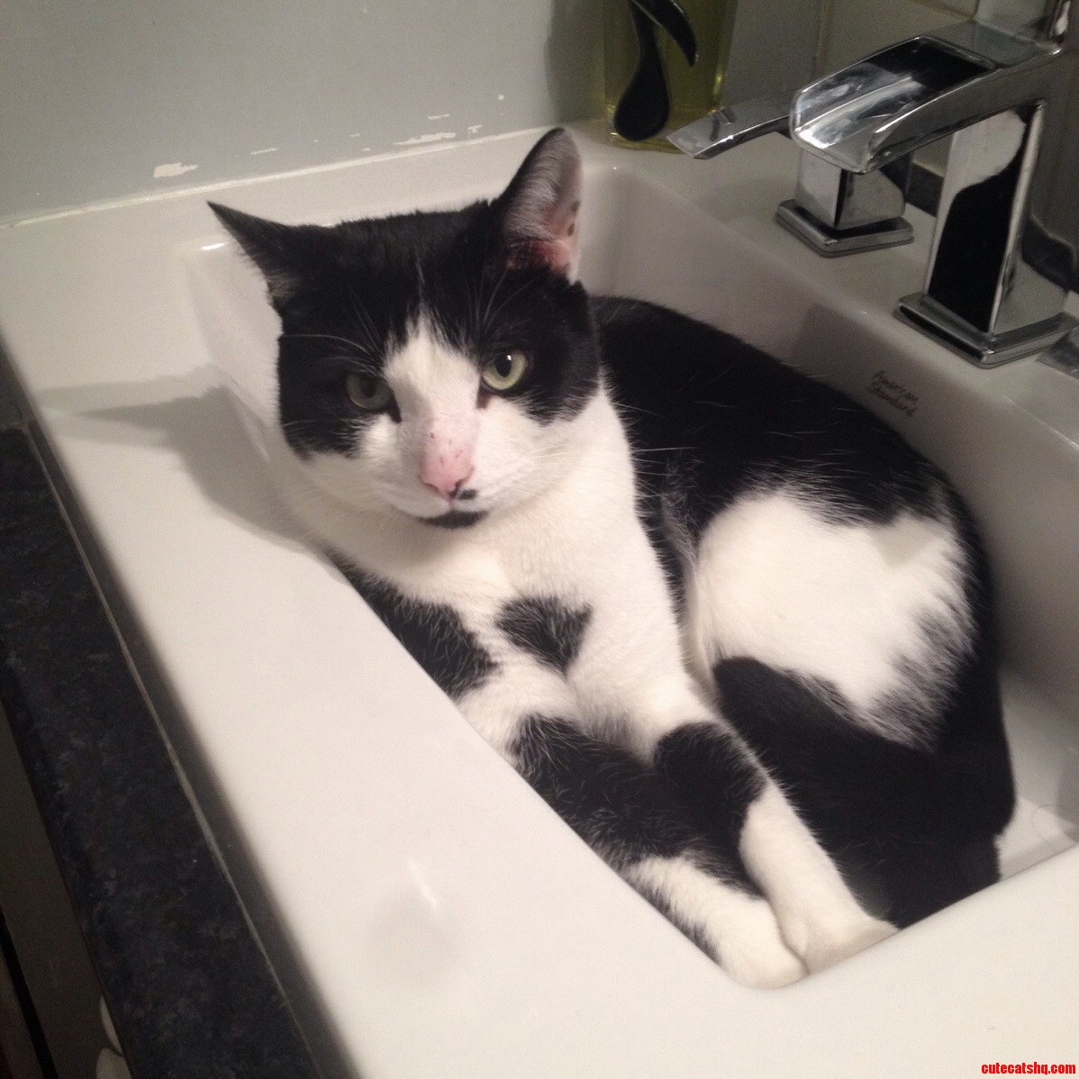 Apparently My Bathroom Sink Is the Comfiest Place in the House.