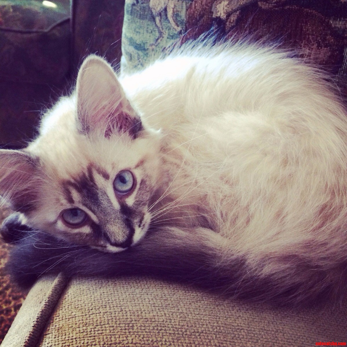 Archie on His 3 Month Birthday Lookin All Handsome and Innocent.